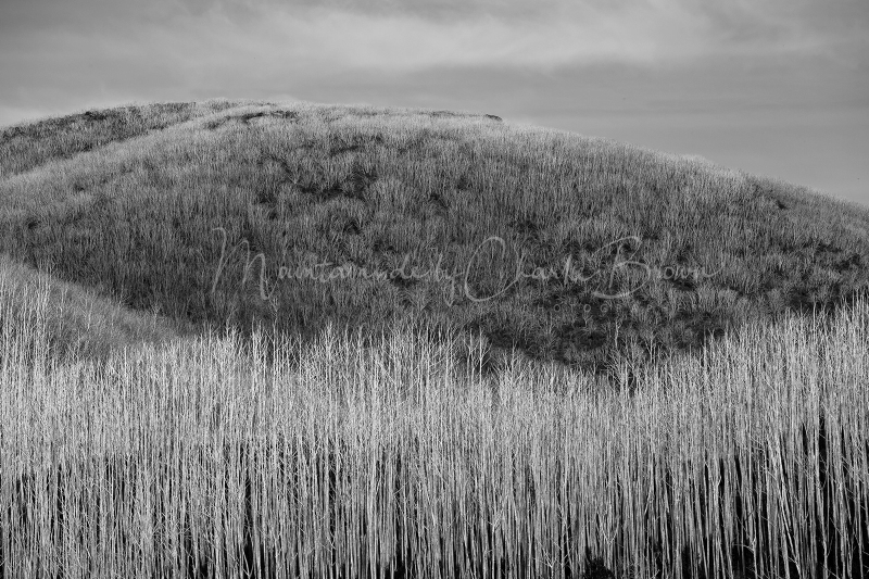 Howmans-trees-2-Pic-Charlie-Brown