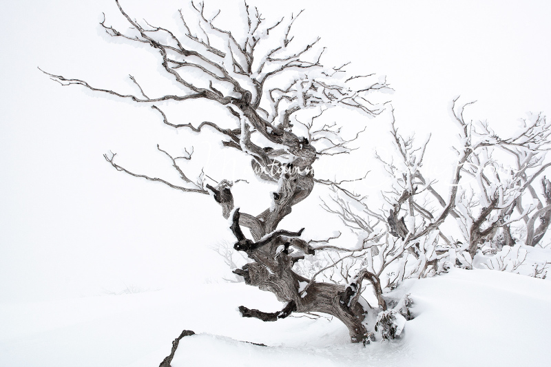 Ice-Tree-1-Pic-Charlie-Brown