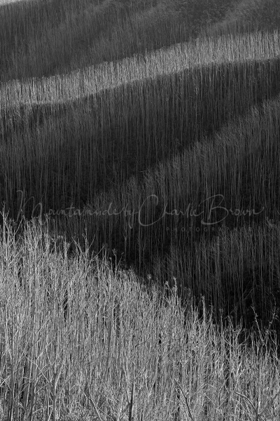 Ridge-light-6-Pic-Charlie-Brown