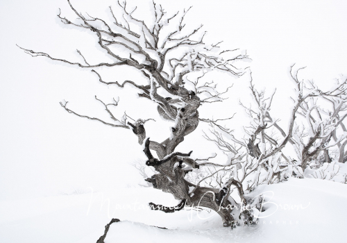 Frozen Snowgum